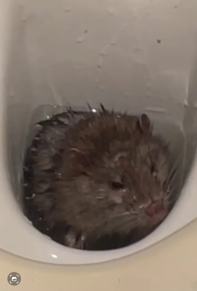 Крысу в унитазе нашли британки, фото, курьезы, вредители дома, интересные новости, приколы, Великобритания