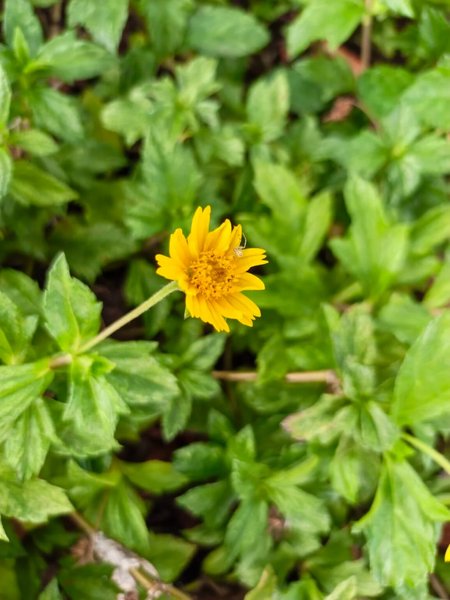 Фото на Infinix Note Edge вдень