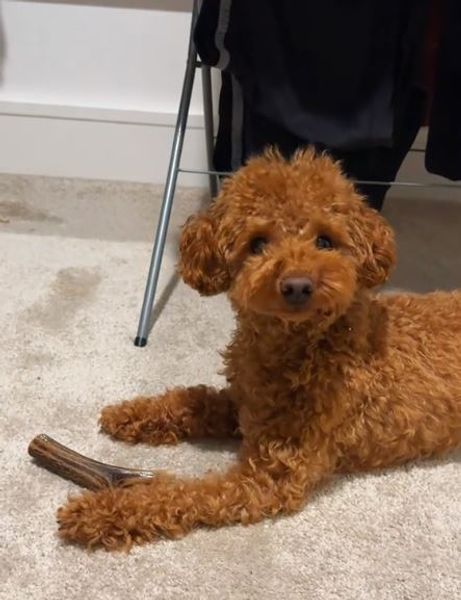 Хозяин показал, что пес делает, когда его нет дома, интересная запись стала вирусной в сети, приколы