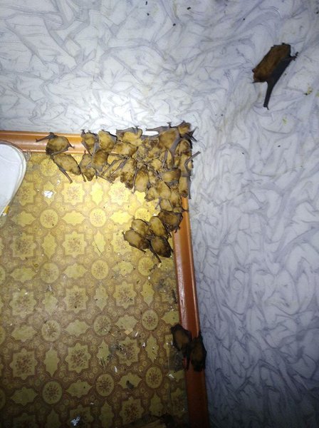 летучие мыши, Киев