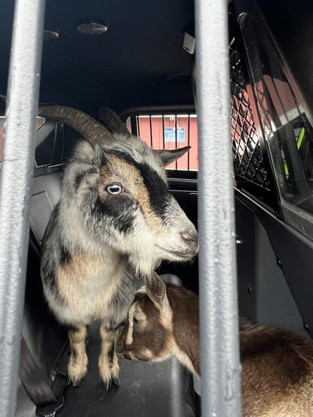 Полиция арестовала козу, две козы, козы сидят на заднем сиденье полицейской машины, сбежала коза, козы напали на людей,