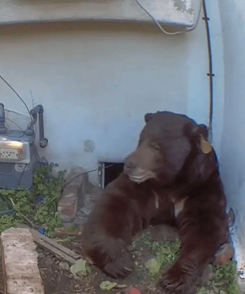 Ведмідь у будинку