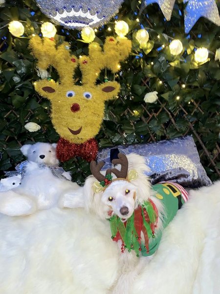 щенок, подарки, животное