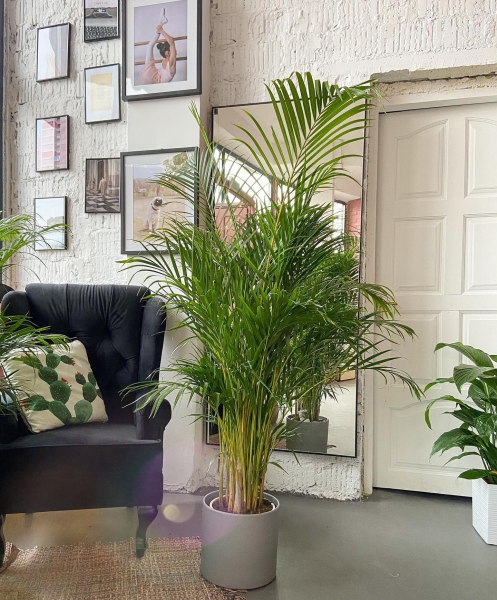 пальма арека пальма арека, антиаллергены, комнатные цветы
