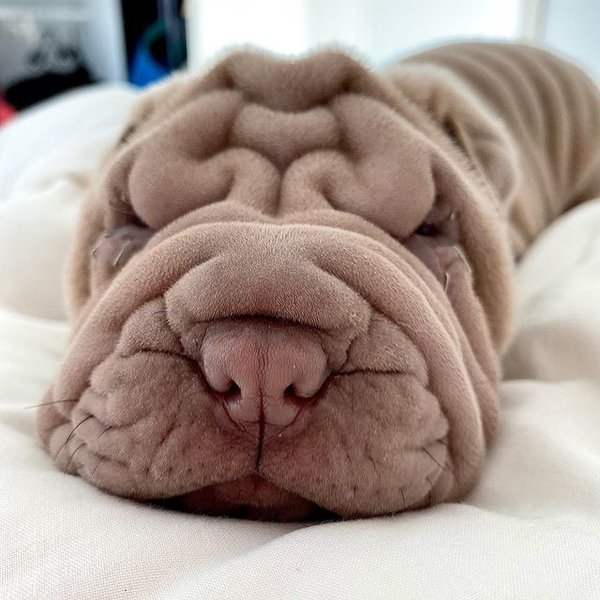 Харви, шарпей