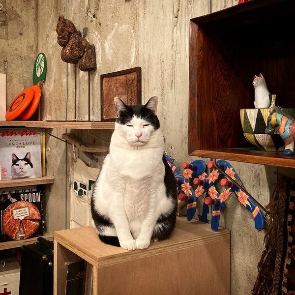 грустный кот, кот из японии, кот панчо, печальный кот, коты, кошки