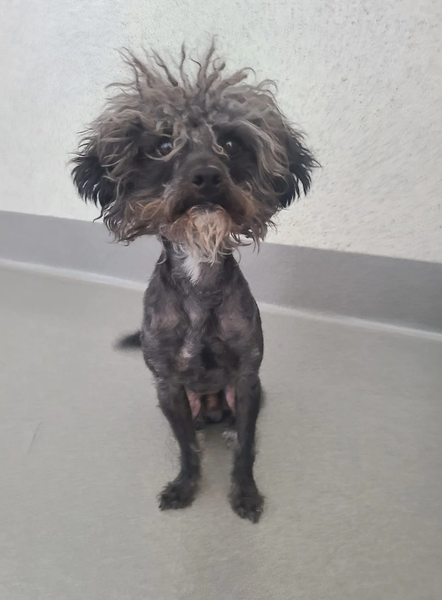 Бездомный пес по кличке Гизмо, самая гадкая собака стал красавцем, фото, преображение, животные, курьезы