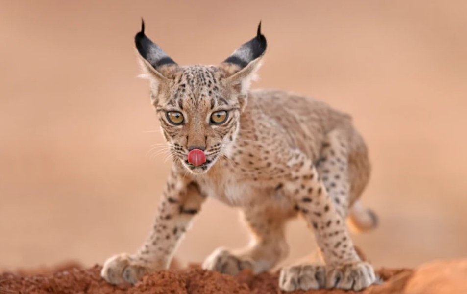 Рысь, рысенок, пиренейская рысь, редкие животные, животные на грани вымирания, исчезающие виды