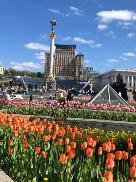 Киев, тюльпаны, Майдан Незалежности,