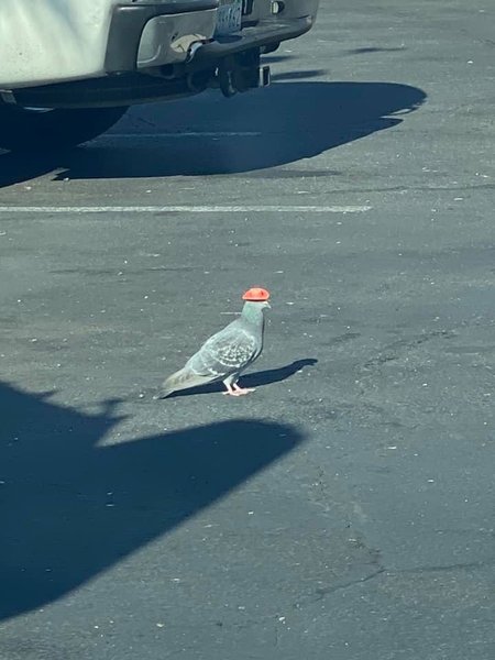 голубь, голубь в ковбойской шляпе