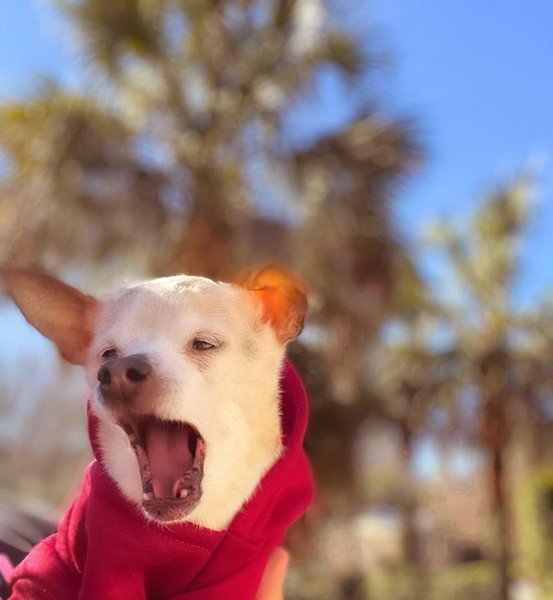 найстаріший собака у світі, пебблз, той фокстер'єр, рекорд гіннеса