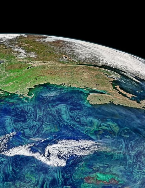 цветение океана