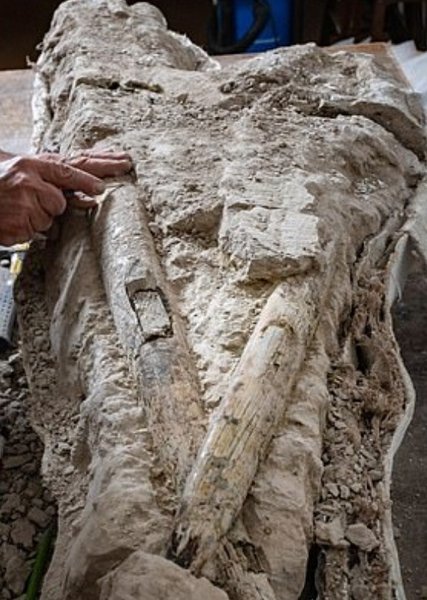 Окаменевшие деревья