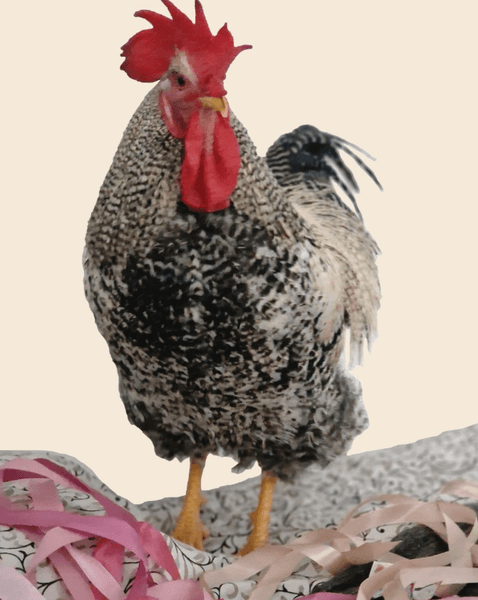 Домашний петух по кличке Тупик стоит в квартире, где его держат как любимца, а не в клетке