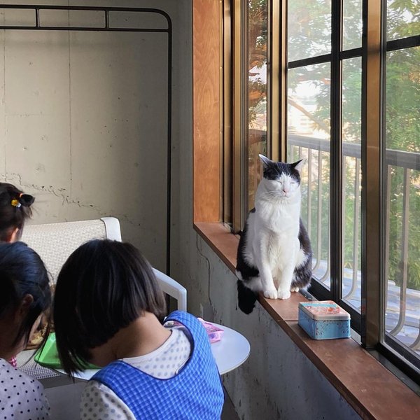 грустный кот, кот из японии, кот панчо, печальный кот, коты, кошки