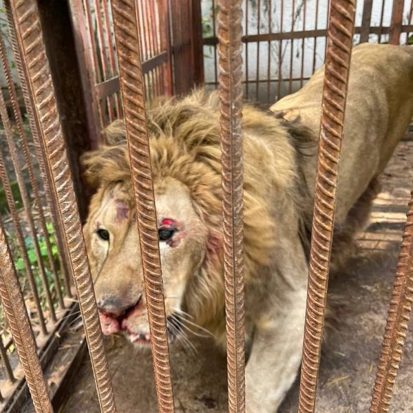 лев, лев брецель