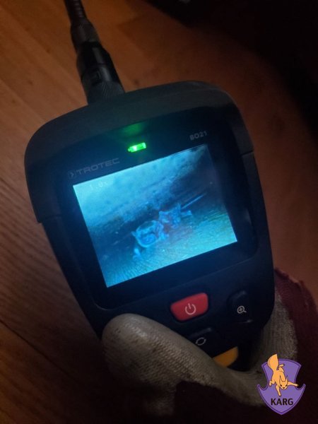 В Украине началась сезонная миграция летучих мышей