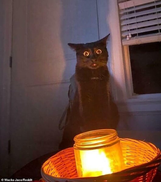 незвичайні тварини, незвичайні тварини фото,