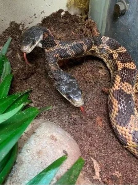 Двухголовая змея, редкая двухголовая змея, зоопарк, рептилия, две личности, змея с двумя мозгами, может покалечить себя, вернулась в зоопарк