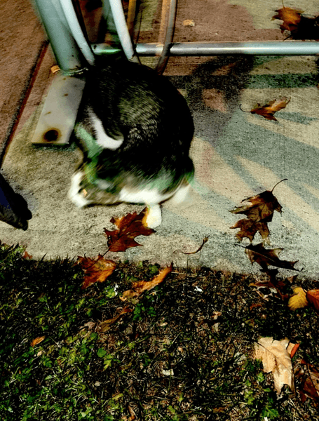 Кошеня, яке дослідник виявив і забрав із покинутої лікарні