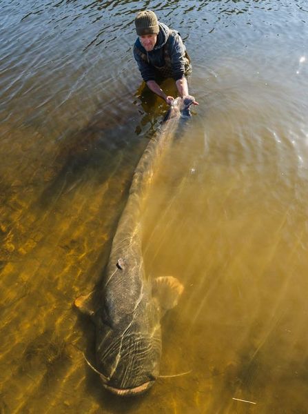 Сом гігантських розмірів, улов, рибалка, цікаві історії, курйози, титул, Якуб Вагнер встановив новий рекорд Чехії