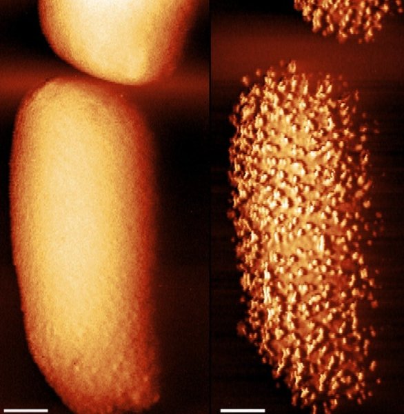 бактерия, антибиотик