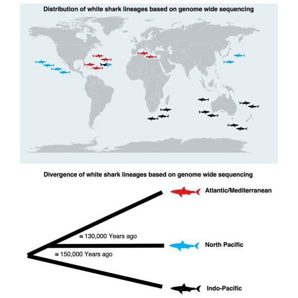 У льодовиковий період акули розділилися на три окремі групи: більше вони не спілкувалися1