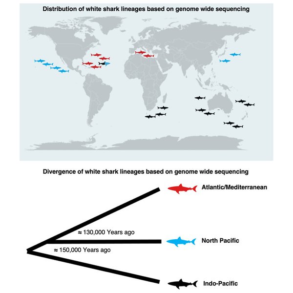 популяции больших белых акул