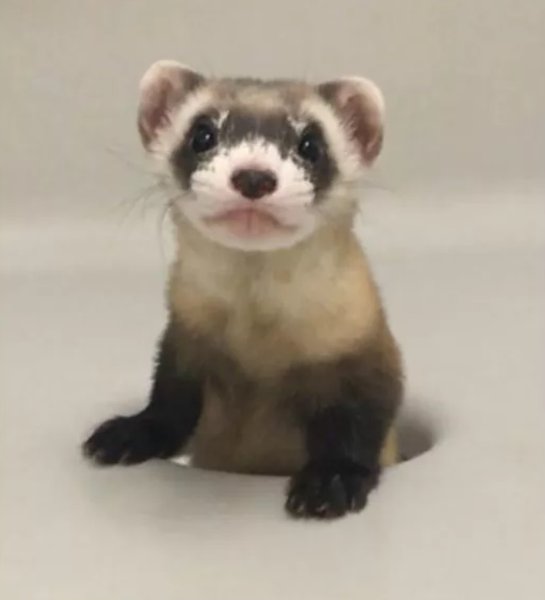 черноногий хорек, вымирающий вид, клонирование