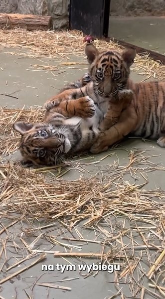 Тигры в зоопарке, зоопарк Вроцлава, суматранский тигр, тигрята, игры тигрят