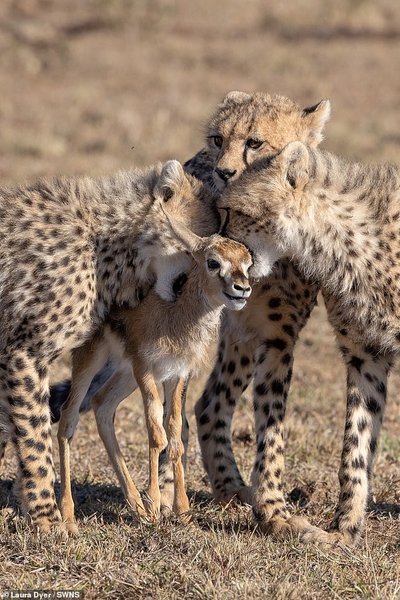 фото животных , Молодые гепарды, газель