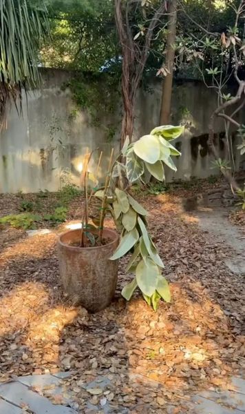 Сказочный дом в лесу, супруги показали свою 100-летнюю хижину на природе, покупка недвижимости, грызуны и насекомые