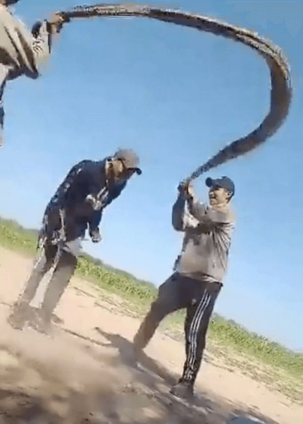 Чоловіки використовували змію як скакалку, вірусне відео, стрибали через змію, жорстоке поводження з тваринами, змія,