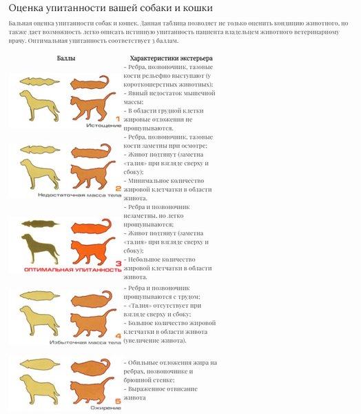 таблица, упитанность, вес, животное, ожирение