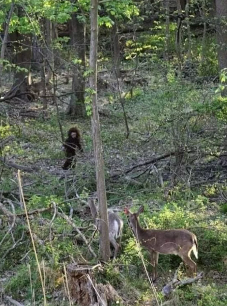 Дитинча снігової людини, зустріч з незвіданим, таємнича істота в лісі, містика, невідомі тварини, курйози, приколи, США