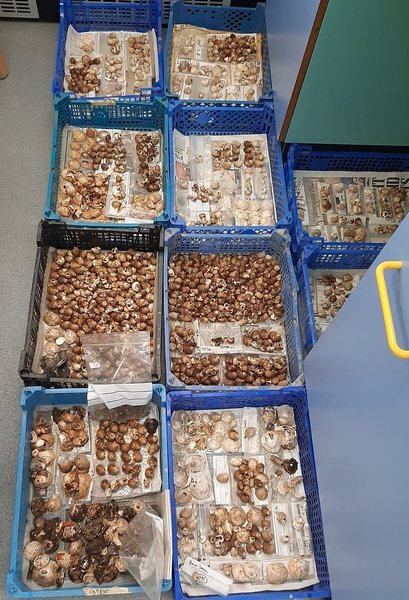 трапеза, железный век, пикты, поселение кэрнс, шотландия