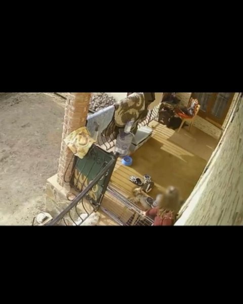 Момент убийства собаки