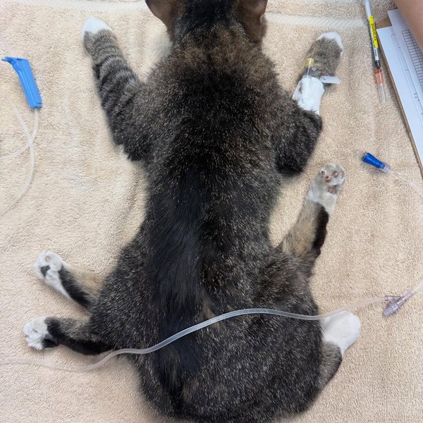 Кошка с дополнительными лапами