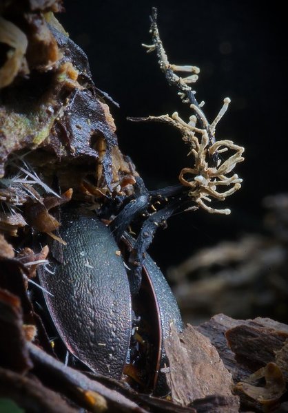 Ophiocordyceps Ophiocordyceps гриб зомби