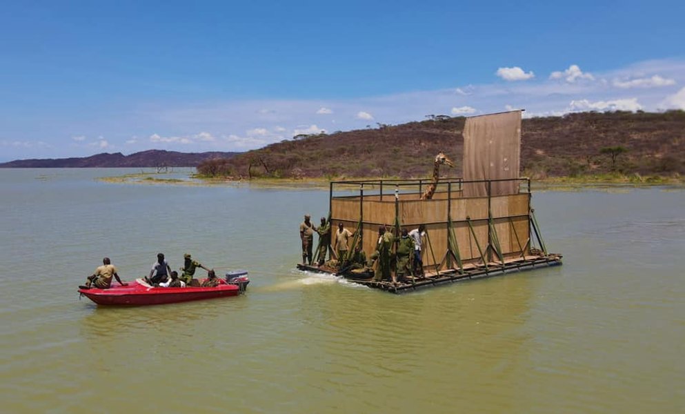 платформа, жираф