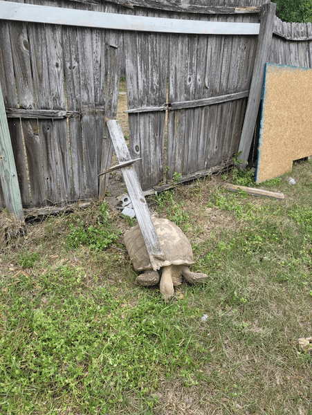 шпороносна черепаха