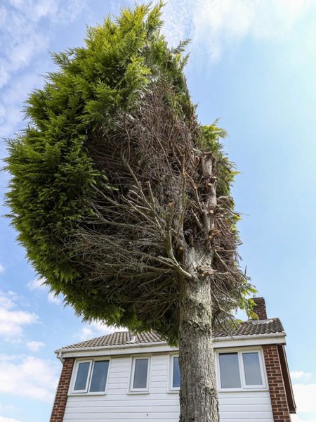 В Великобритании дерево, распиленное пополам из-за ссоры соседей, до сих пор привлекает туристов