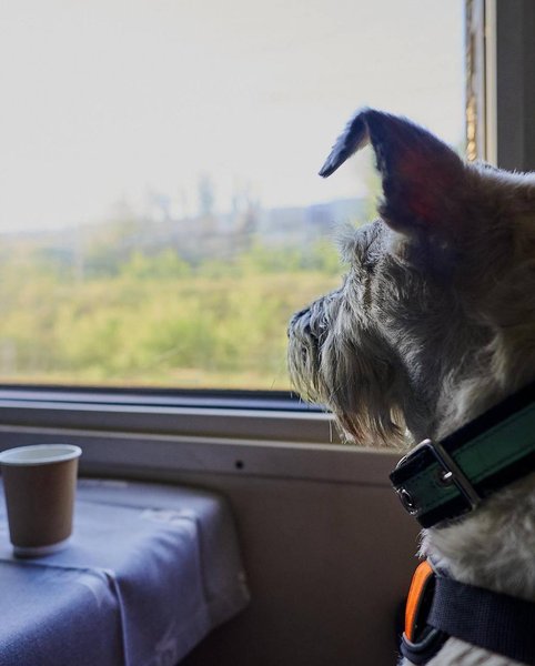 собака николь, собака УЗ, собака укрзализныця, николь укрзализныця