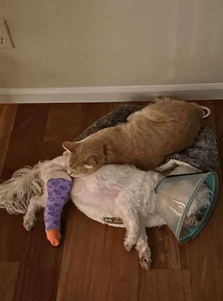 кот и собака спят