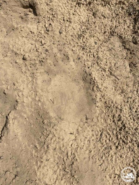 бурий ведмідь