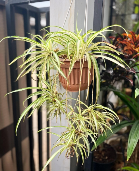 хлорофитум хлорофитум, антиаллергены, комнатные цветы