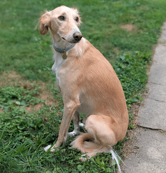 Врятована собака Фаріс сидить на траві, у неї 7% вовчої ДНК згідно з тестом