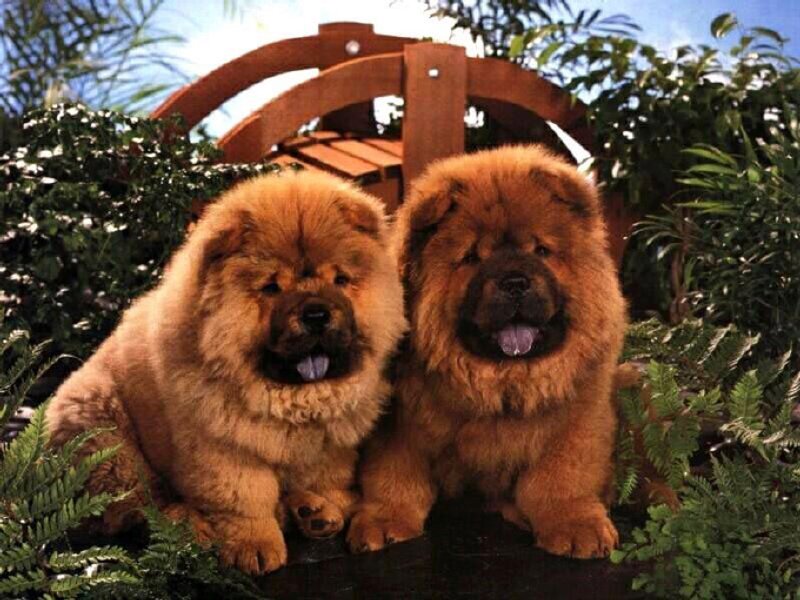 чау-чау, порода, собака