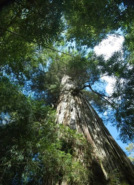 найстаріше дерево у світі