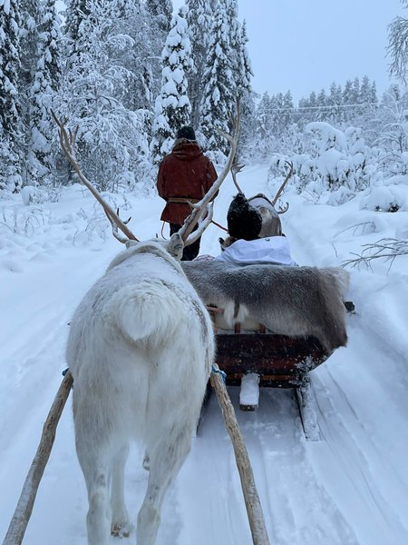 олени, сани,